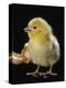 Light Sussex Hen Chick-Jane Burton-Premier Image Canvas
