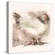 Light Sussex Hen-Tim Kahane-Premier Image Canvas