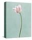 Light Tulips I Harbor Gray-Debra Van Swearingen-Stretched Canvas