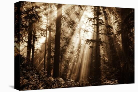 Light Within The Darkness, California Redwoods, Coastal Trees-Vincent James-Premier Image Canvas