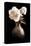 Lighted White Roses-Christine Zalewski-Stretched Canvas