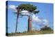 Lighthouse Darsser Ort Boat and "Windswept Trees" - Jaw on the Western Beach of Darss Peninsula,-Uwe Steffens-Premier Image Canvas