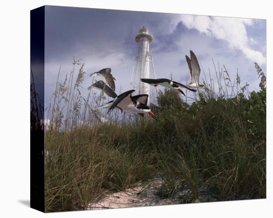 Lighthouse Terns I-Steve Hunziker-Stretched Canvas