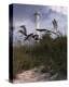 Lighthouse Terns II-Steve Hunziker-Stretched Canvas