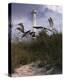 Lighthouse Terns II-Steve Hunziker-Stretched Canvas