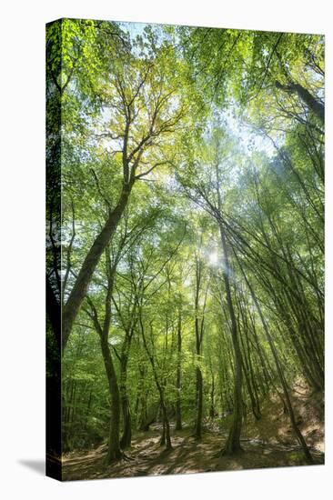 Lighting Forest-Philippe Manguin-Premier Image Canvas