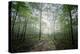 Lighting Forest-Philippe Manguin-Premier Image Canvas