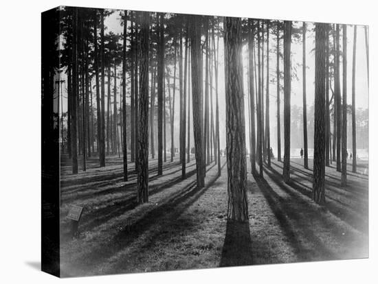 Lights and Shadows Showing Through the Trees-Bettmann-Premier Image Canvas