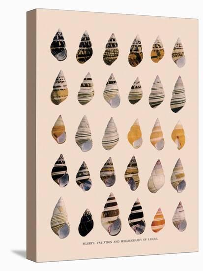 Liguus Tree-Snails-H. A. Pilsbry-Premier Image Canvas