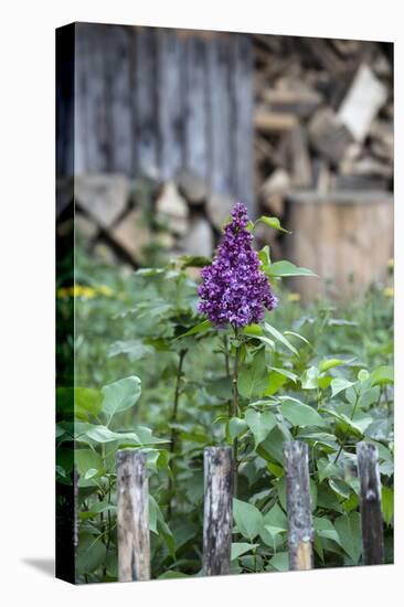 Lilac and Old Wooden Fence-Andrea Haase-Premier Image Canvas