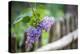 Lilac and Old Wooden Fence-Andrea Haase-Premier Image Canvas