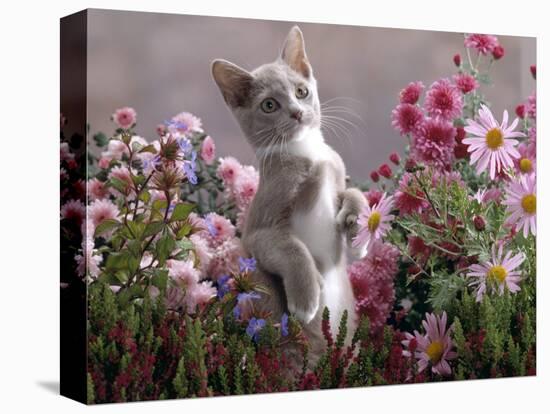 Lilac-And-White Burmese-Cross Kitten Standing on Rear Legs Among Pink Chrysanthemums and Heather-Jane Burton-Premier Image Canvas