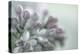 Lilac Blossom II-Kathy Mahan-Premier Image Canvas