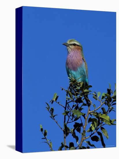 Lilac-Breasted Roller (Coracias Caudata), Kruger National Park, South Africa, Africa-Steve & Ann Toon-Premier Image Canvas