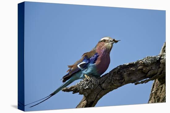 Lilac-Breasted Roller (Coracias Caudata) with an Insect-James Hager-Premier Image Canvas