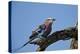 Lilac-Breasted Roller (Coracias Caudata) with an Insect-James Hager-Premier Image Canvas