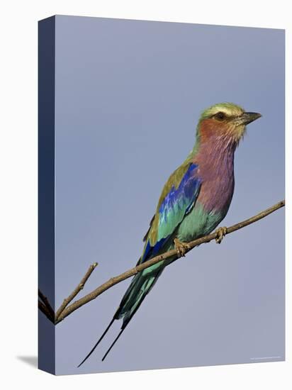 Lilac-Breasted Roller, Encompassing the Former Kruger National Park, Africa-James Hager-Premier Image Canvas