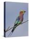 Lilac-Breasted Roller, Encompassing the Former Kruger National Park, Africa-James Hager-Premier Image Canvas