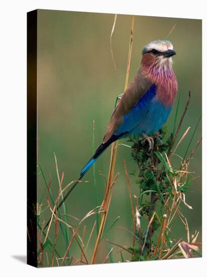 Lilac Breasted Roller, Masai Mara, Kenya-Dee Ann Pederson-Premier Image Canvas