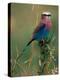 Lilac Breasted Roller, Masai Mara, Kenya-Dee Ann Pederson-Premier Image Canvas