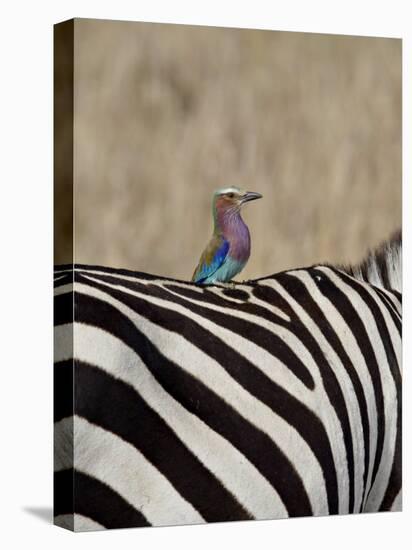 Lilac-Breasted Roller on the Back of a Grants Zebra-James Hager-Premier Image Canvas
