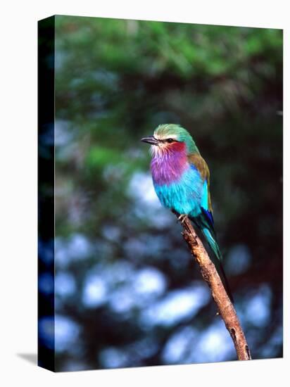 Lilac Breasted Roller, Tanzania-David Northcott-Premier Image Canvas