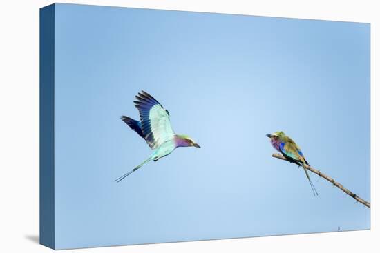 Lilac Breasted Rollers, Chobe National Park, Botswana-Paul Souders-Premier Image Canvas