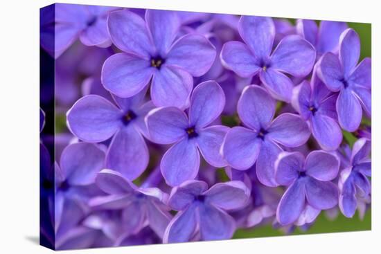 Lilac Flower-Cora Niele-Premier Image Canvas