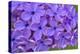 Lilac Flower-Cora Niele-Premier Image Canvas