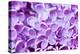 Lilac Flowers Background-Roxana_ro-Premier Image Canvas