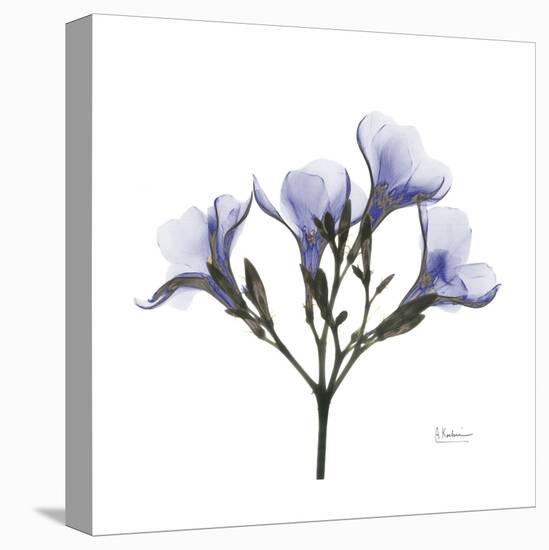 Lilac Oleander-Albert Koetsier-Stretched Canvas