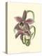 Lilac Orchid I-null-Stretched Canvas