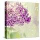 Lilac Reflection-Judy Stalus-Stretched Canvas