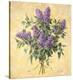 Lilac Season II-Todd Telander-Stretched Canvas