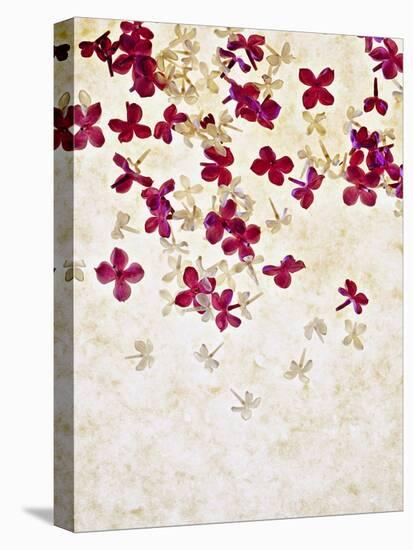 Lilac, Syringa Vulgaris, Blossoms, Pink, White-Axel Killian-Premier Image Canvas