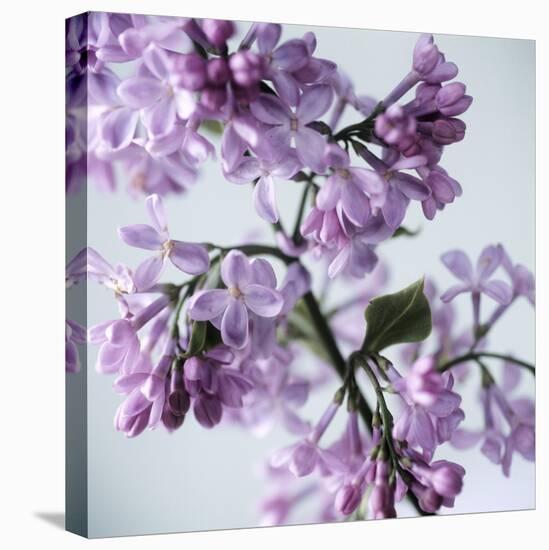 Lilac (Syringa Vulgaris)-Cristina-Premier Image Canvas