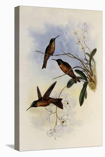 Lilac-Throat, Phaiolaima Rubinoides-John Gould-Premier Image Canvas