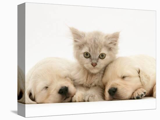 Lilac Tortoiseshell Kitten Between Two Sleeping Golden Retriever Puppies-Jane Burton-Premier Image Canvas