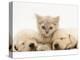 Lilac Tortoiseshell Kitten Between Two Sleeping Golden Retriever Puppies-Jane Burton-Premier Image Canvas