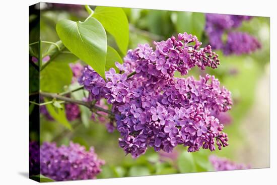 Lilac-Karyn Millet-Premier Image Canvas