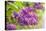 Lilac-Karyn Millet-Premier Image Canvas