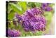 Lilac-Karyn Millet-Premier Image Canvas