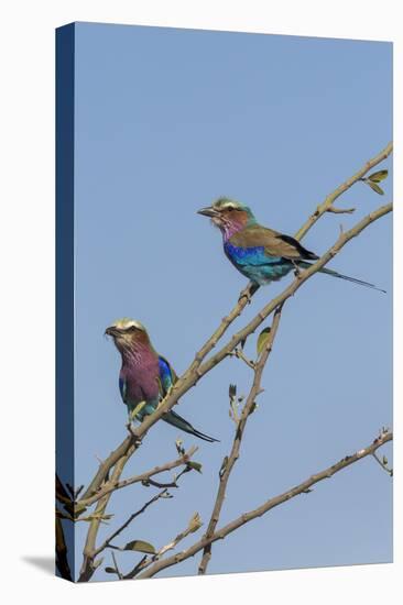 Lilacbreasted rollers (Coracias caudatus), Chobe National Park, Botswana, Africa-Ann and Steve Toon-Premier Image Canvas
