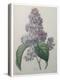 Lilacs-Pierre-Joseph Redoute-Stretched Canvas