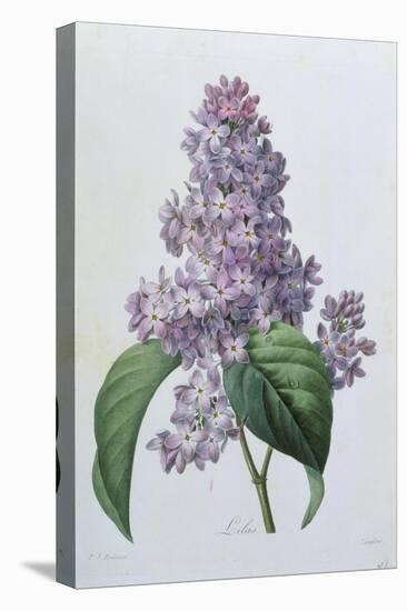 Lilacs-Pierre-Joseph Redouté-Premier Image Canvas