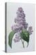 Lilacs-Pierre-Joseph Redouté-Premier Image Canvas