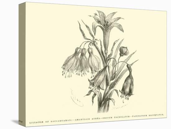 Liliaceae of Sacsahuaman, Amaryllis Aurea, Crinum Urceolatum, Pancratium Recurvatum-Édouard Riou-Premier Image Canvas