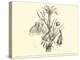 Liliaceae of Sacsahuaman, Amaryllis Aurea, Crinum Urceolatum, Pancratium Recurvatum-Édouard Riou-Premier Image Canvas