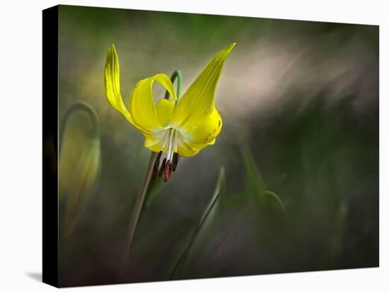 Lilies 2-Ursula Abresch-Premier Image Canvas