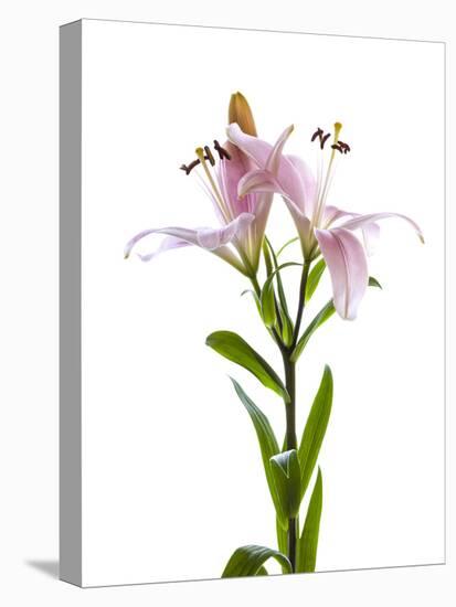 Lilies on a white background-Panoramic Images-Premier Image Canvas